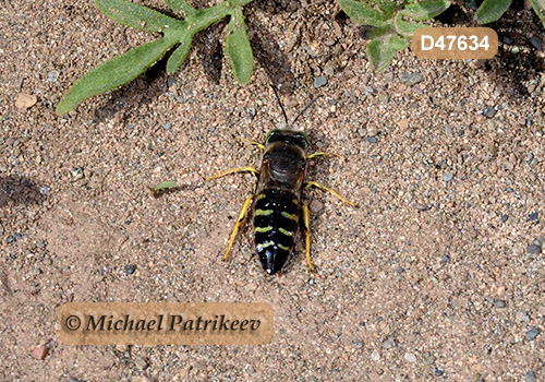 American Sand Wasp (Bembix americana)